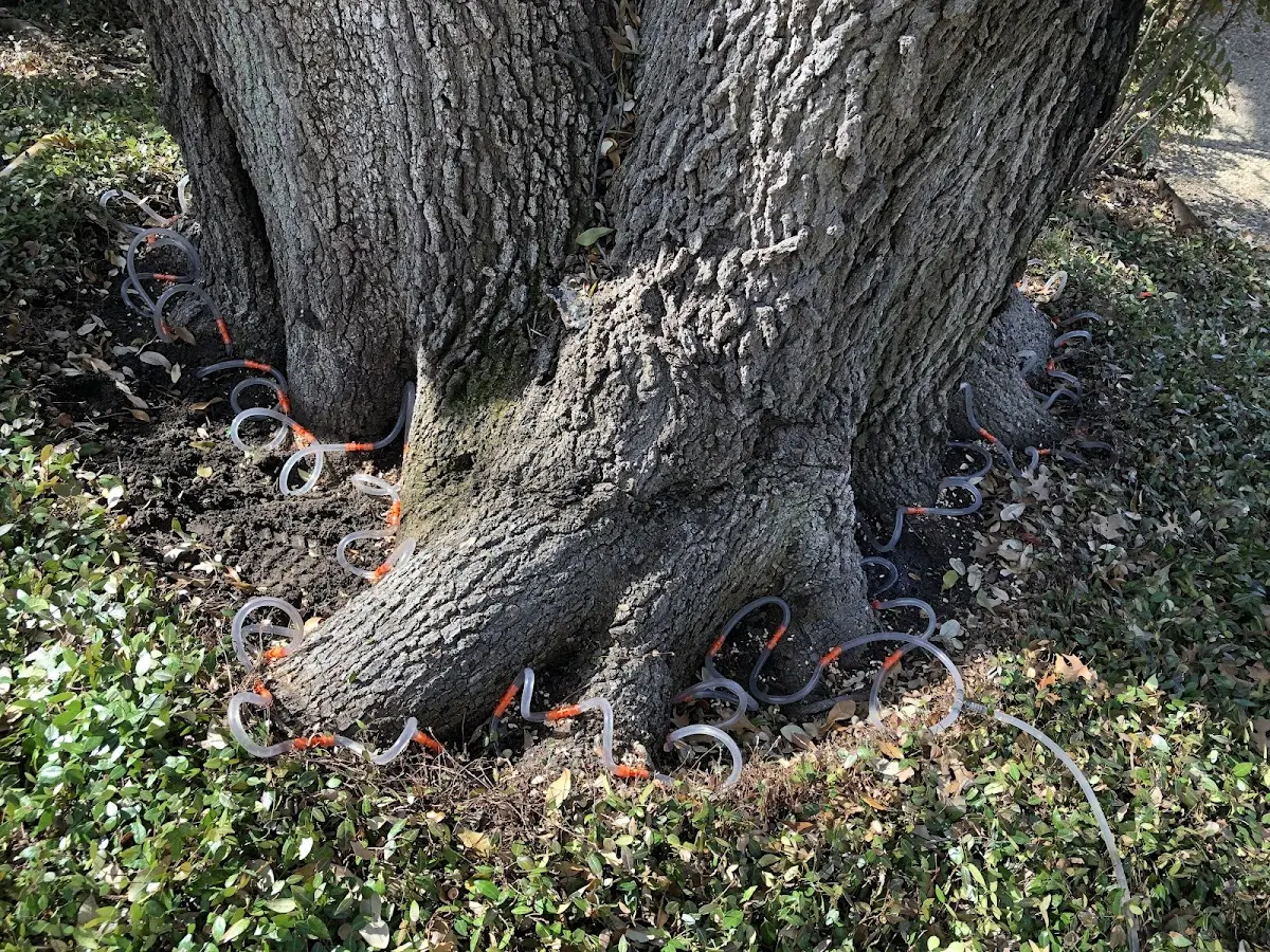 Detailed Tree Cabling and Bracing job site in Hardin