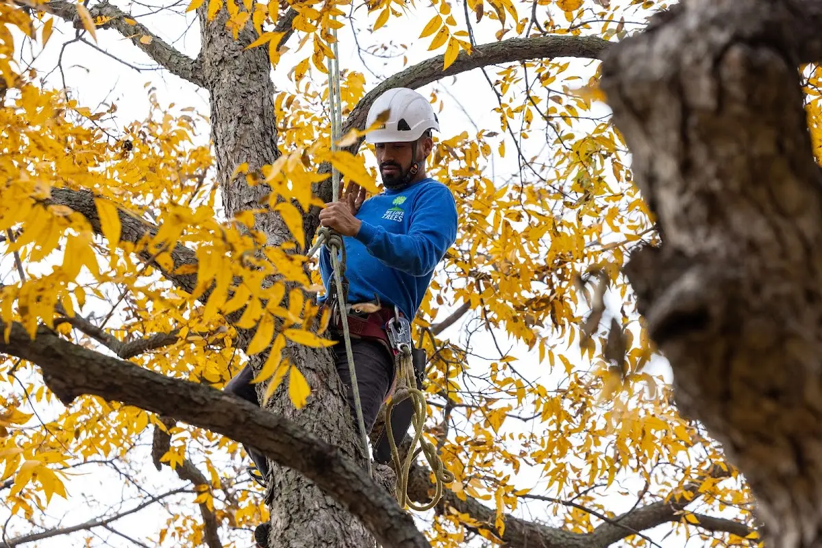 Skilled Tree Planting crew working in Hardin